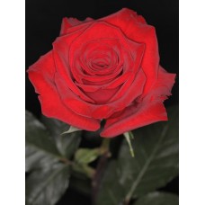 Roses - Charlotte